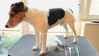 How to: trim & strip a Parson/Jack Russell Terrier