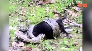 Python swallows goat WHOLE  Watch stomach churning moment snake devours fully grown animal