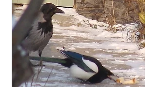 Crow hunting. Кроухантинг. Монохромная весна. Деревня смерти.