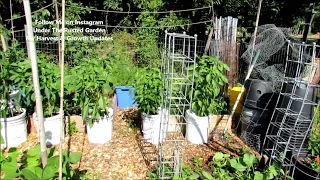 Cucumber Beetles, Insect Dust Method, Spraying Squash & Zucchini: Community Garden 2017 (4)