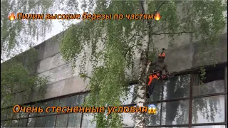 Арбористика‼️Удаление по частям трех высоких берез🌳, растущих в плотную к строению и забору