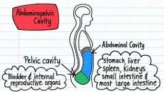 Body Cavities - Drawn & Defined