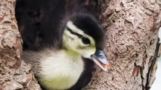 Duckling jumps 20m on purpose