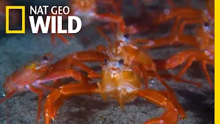 Tiny ‘Tuna Crabs’ Swarm California Beaches Beyond ‘Normal’ Range | Nat Geo Wild