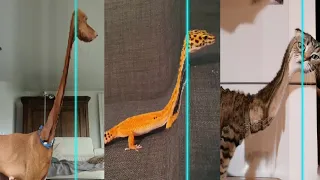 Time Warp Scan Jurassic - TikTok Compilation Dog And Cat