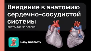 Введение в анатомию сердечно-сосудистой системы