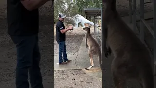 KANGAROO ATTACKS FATHER & SON 😂🦘🥊 #australia #comedy