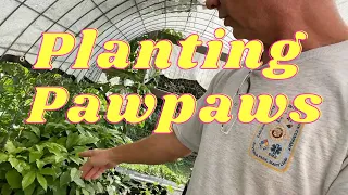 Planting Pawpaw Trees 5 Steps to Success