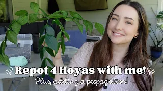 Chatting and Repotting some Hoyas! Hoya Repotting Day Episode 1