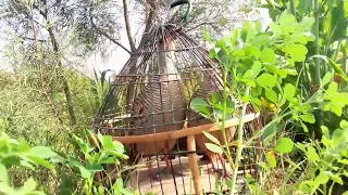 teeter sound teeter hunting partridge jungle mein teetar Ki awaaz grey francoline voice funny videos