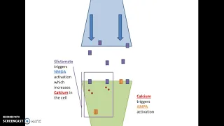 How a dendrite "grows" LTP