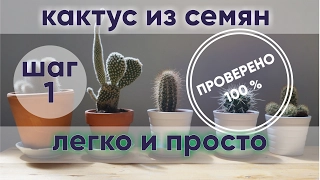 Кактус из семян | ПРОЩЕ НЕ БЫВАЕТ | ШАГ 1