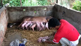 Sown give birth Pigs.How to give birth to my piglet (Episode 18)