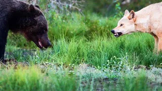 NAT GEO WILD: Волк против медведя  Документальный фильм