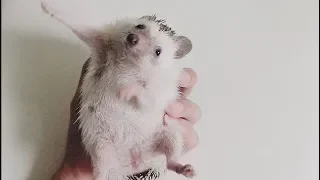 Hedgehog Funny 💖 Cute and Funny Hedgehog Videos Compilation 💖 Animals Funny