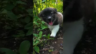 happy puppy #shorts #puppies #dogs