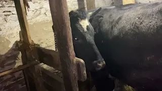 Наша ферма! Расширяем поголовье🐄