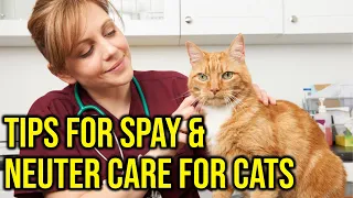 7 Tips For Spay & Neuter Care For Cats; Before & After Surgery