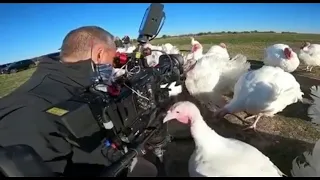 One Turkey Bites Cameraman and all other Turkey's laugh at him