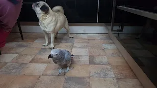Попугай матершинник ругается на кота и говорит с хозяином