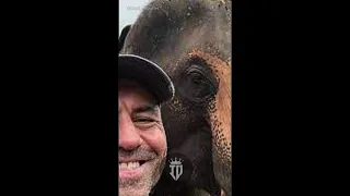 Joe Rogan LOVES 🥹 Elephants in Thailand! 🐘 #shorts #wildlife