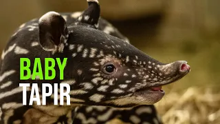 Spectacular, Speckled Tapir Baby!