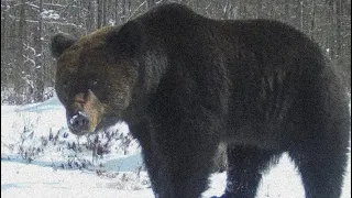 Worst Bear Attack In History | Sangebetsu Bear Attack