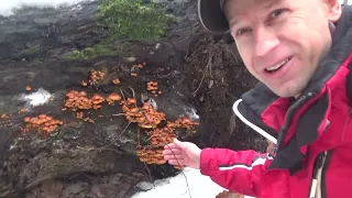 Зимовий Опеньок у грудні - гриби Фламуліна