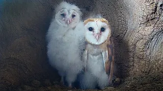 Barn Owl Chicks Take Care of One Another | Gylfie & Finn | Robert E Fuller