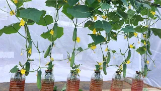 No need for soil - Grow hydroponic cucumbers on the balcony, for a bountiful season