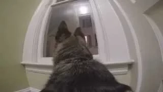 GoPro on a German Shepherd left home alone