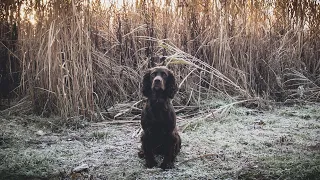 Pheasant Shooting - A Frosty Day In North Yorkshire