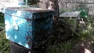 Пчелы рой пчёлы сами прилетели в пустой улей