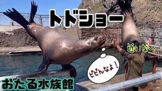【小樽】おたる水族館で大迫力のトドショー🦭話題のスラムダンク🏀主題歌に合わせてトド達が宙を舞う⁉️🎶こんなショー、今まで見た事ない💦Otaru Aquarium【Hokkaido】