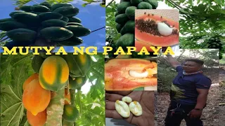 Mutya ng Papaya,, ito'y mabisang pampaswerte at panghalina sa negosyo