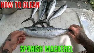 How To Clean A Spanish Mackerel