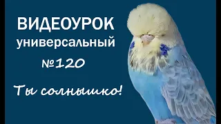 Учим попугая говорить "Ты солнышко" 🎧 Урок для попугая № 120