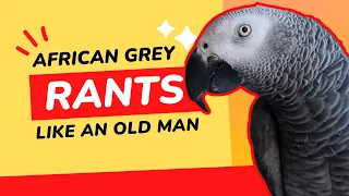 This African Grey Parrot Rants like an Old Man
