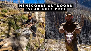 A Backcountry Idaho Mule Deer Hunt | 2 Bucks Down - Wolf Eats Buck