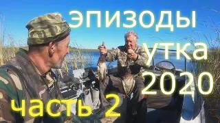 ОХОТА на УТКУ. Утиные эпизоды 2020  часть 2.