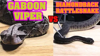 VENOMOUS SHOWDOWN!!! Grudge Match between VENOMOUS SNAKES!  Gaboon viper vs. Western Diamondback!!