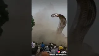 Real python on sea