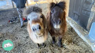Two Tiny Horses Trot Around The Farm Like Sassy Old Ladies | Cuddle Buddies