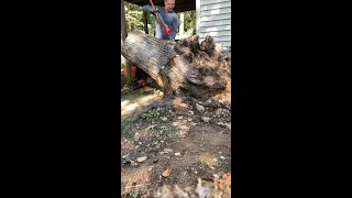 Massive stump removal by hand Part 2!