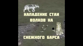 Нападение волчьей стаи на снежного барса 🐺🐺🐺🐆