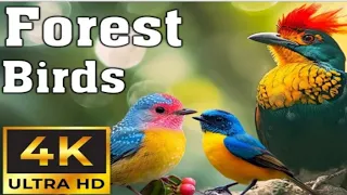 Beautiful forest in the jungle birds and nature sounds| 4kvideo.@animalsworld-ji3ec