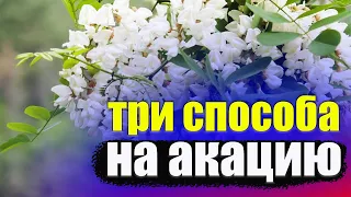 Как получать много меда с акации