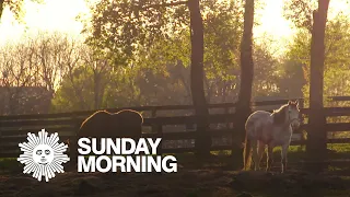 A Kentucky home for retired racehorses