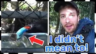 Connor Accidentally almost Drowned an Endangered Australian Bird