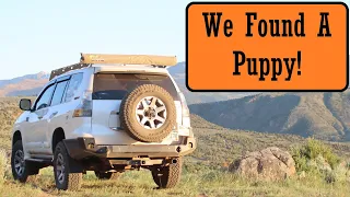 Williams Peak Trail - Found a Lost Puppy - GX460 Offroad